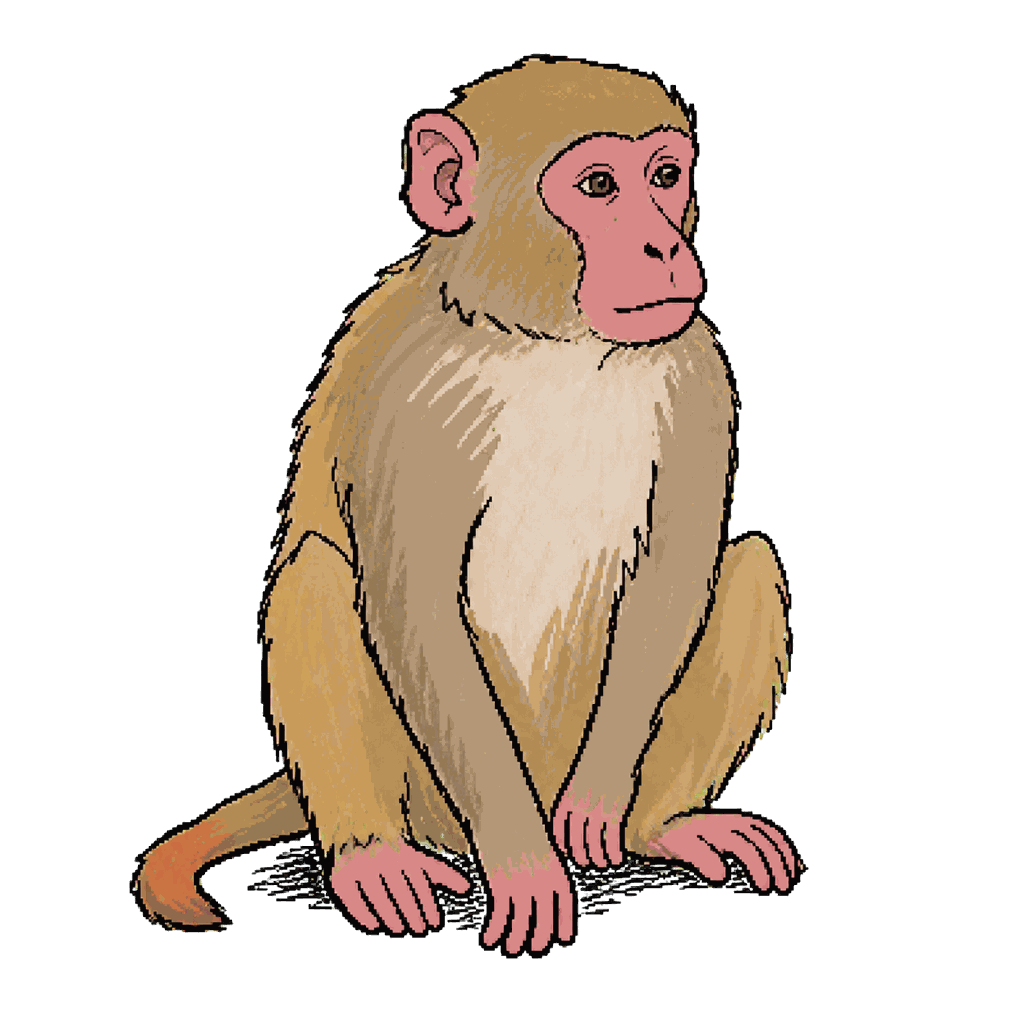 Archive illustration of Able, Rhesus macaque.