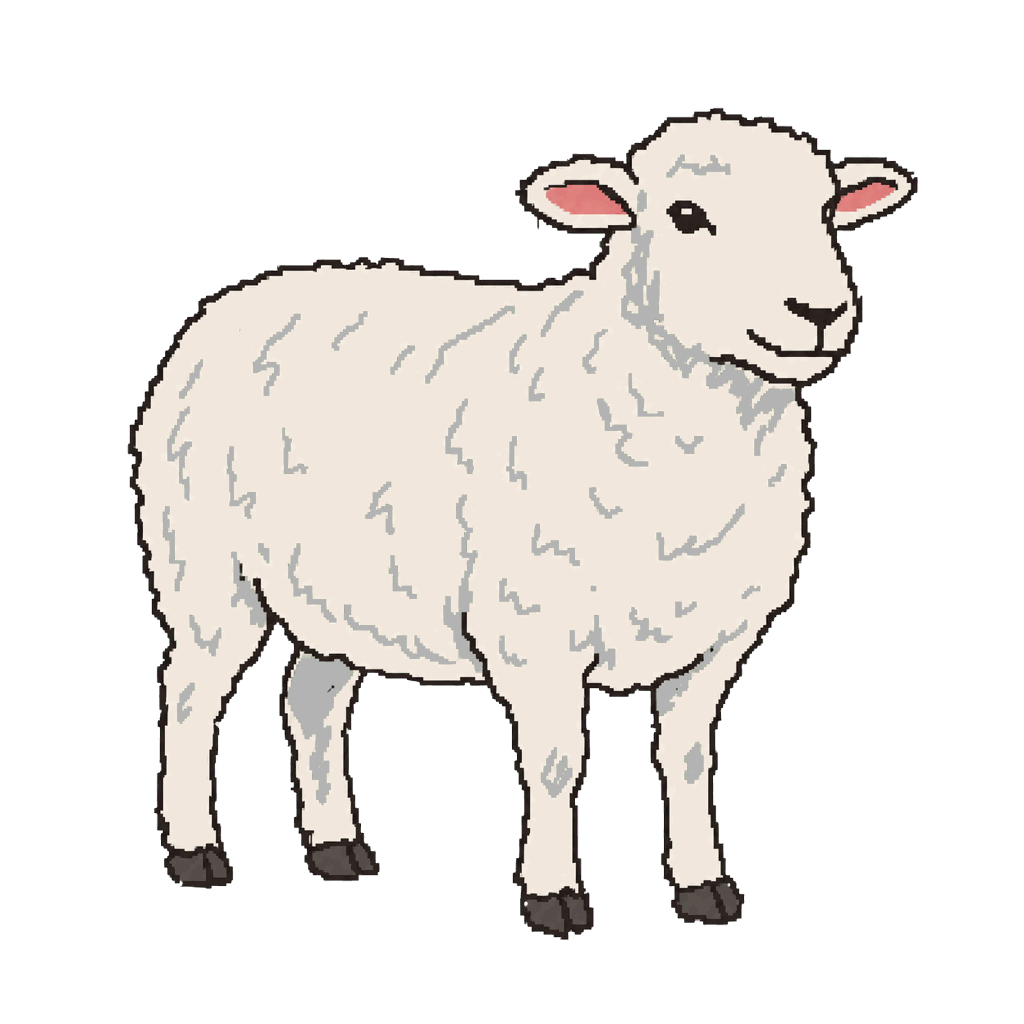 Archive illustration of The Sydney–Jakarta air-export sheep, Domestic sheep.