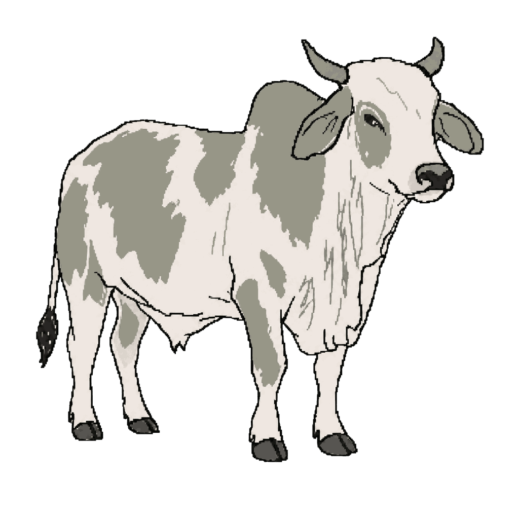 Archive illustration of Al Kuwait cattle, Domestic cattle.