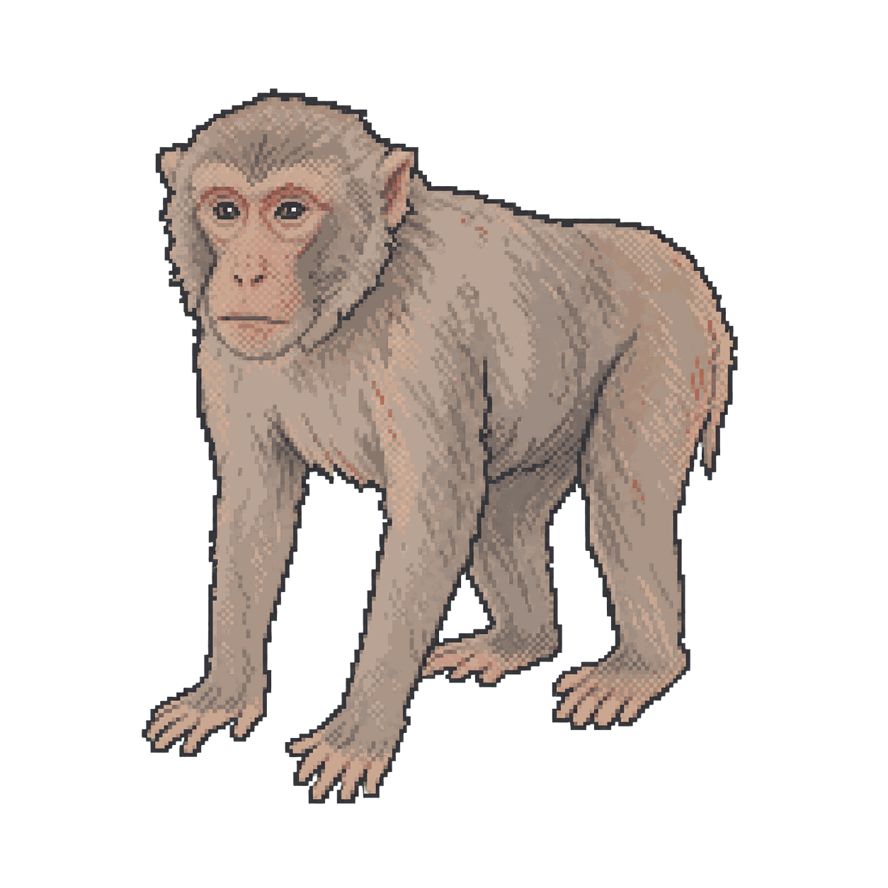 Archive illustration of Albert II, Rhesus macaque.