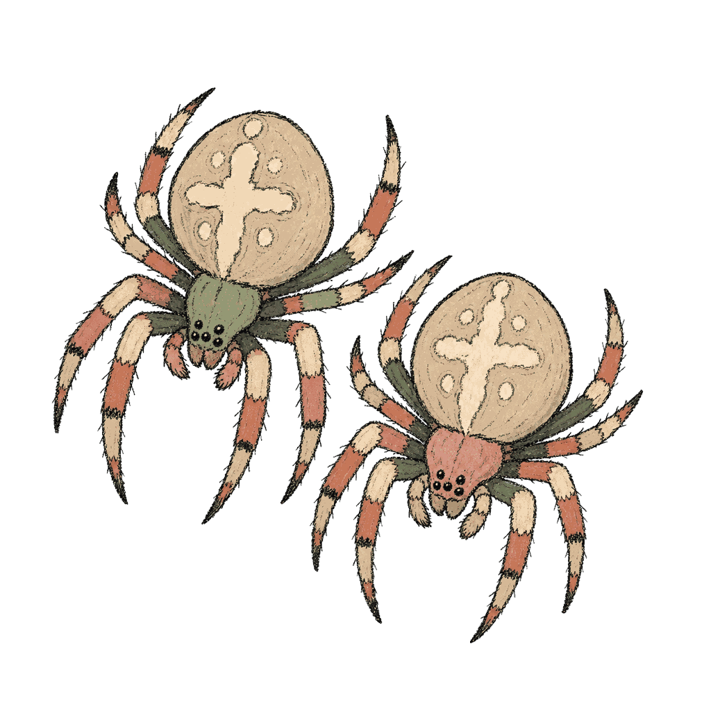 Archive portrait of Arabella and Anita, Cross orb-weaver spiders.