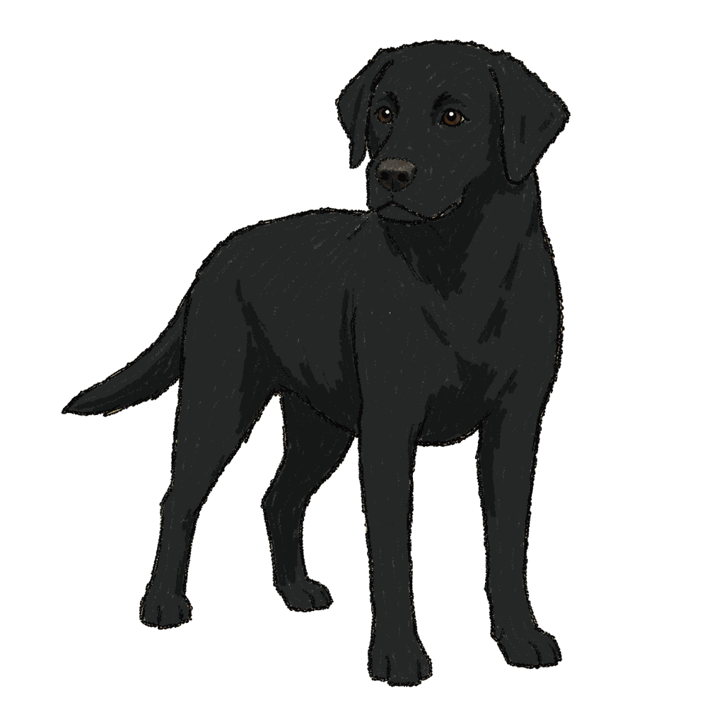 Archive portrait of Archer, Labrador retriever.