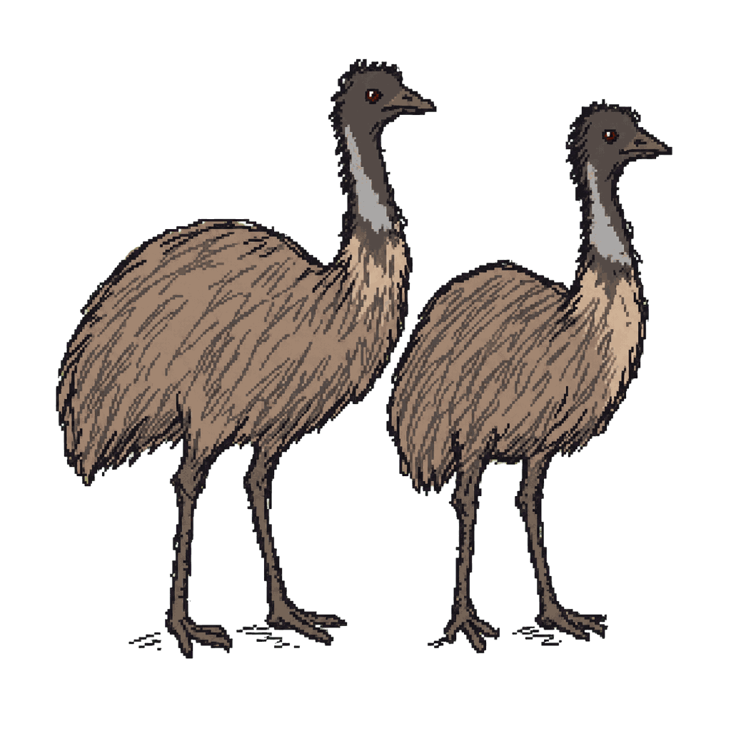 Archive illustration of The Campion emus, Emus.