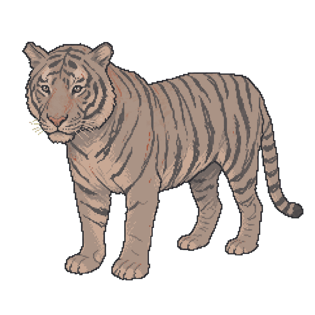 Archive illustration of Avni (T1), Bengal tiger.