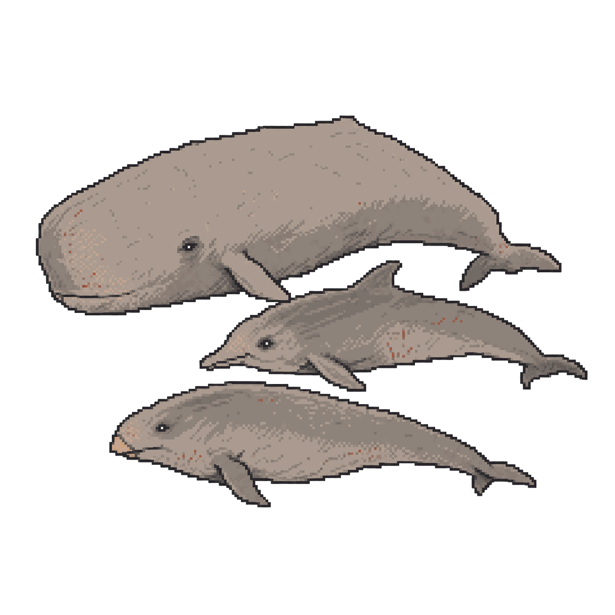 Archive illustration of Bahamas mass-stranded whales, Beaked whales and other cetaceans.