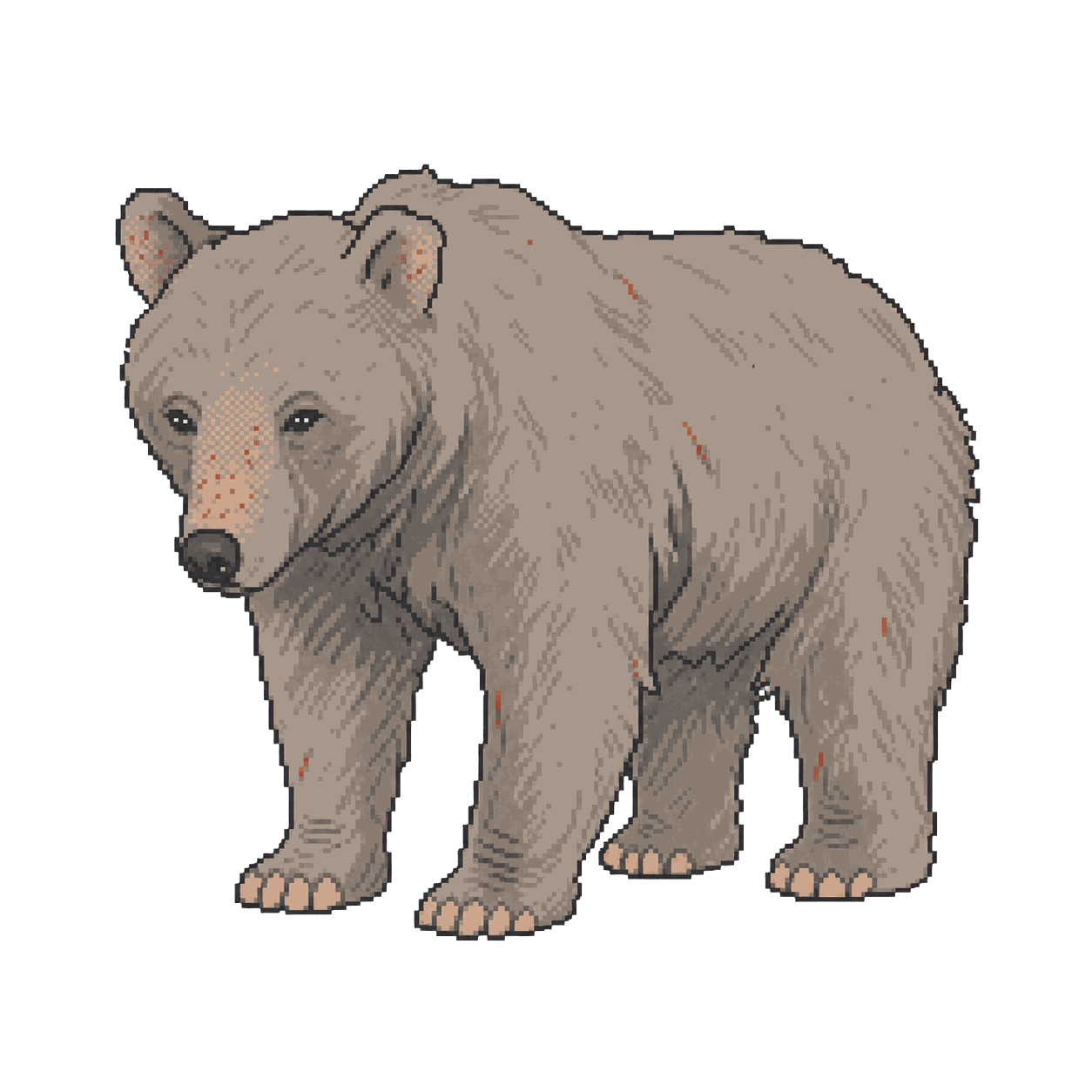 Archive illustration of Bear 148, Grizzly bear.
