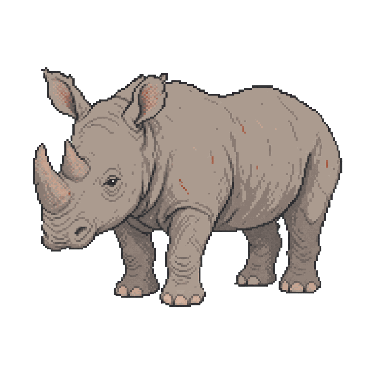 Archive illustration of Bella, Southern white rhinoceros.