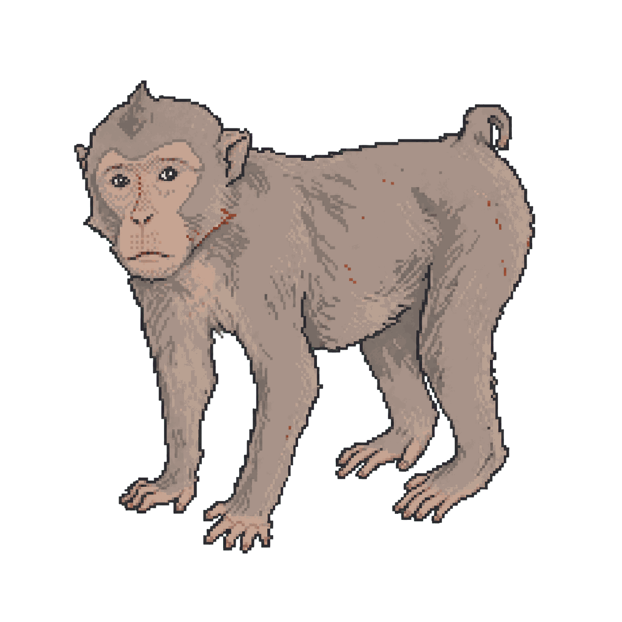 Archive illustration of Bonny, Pig-tailed macaque.