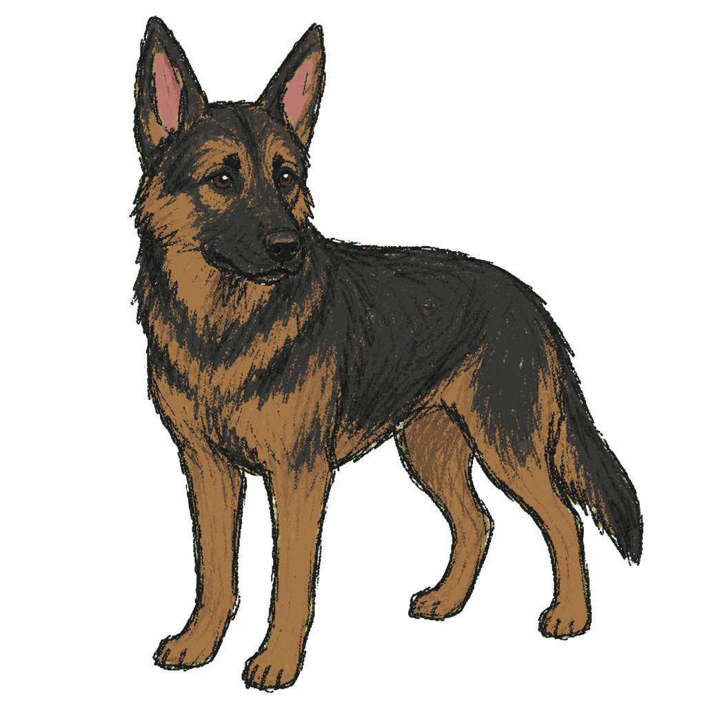 Archive portrait of Broko, German Shepherd.