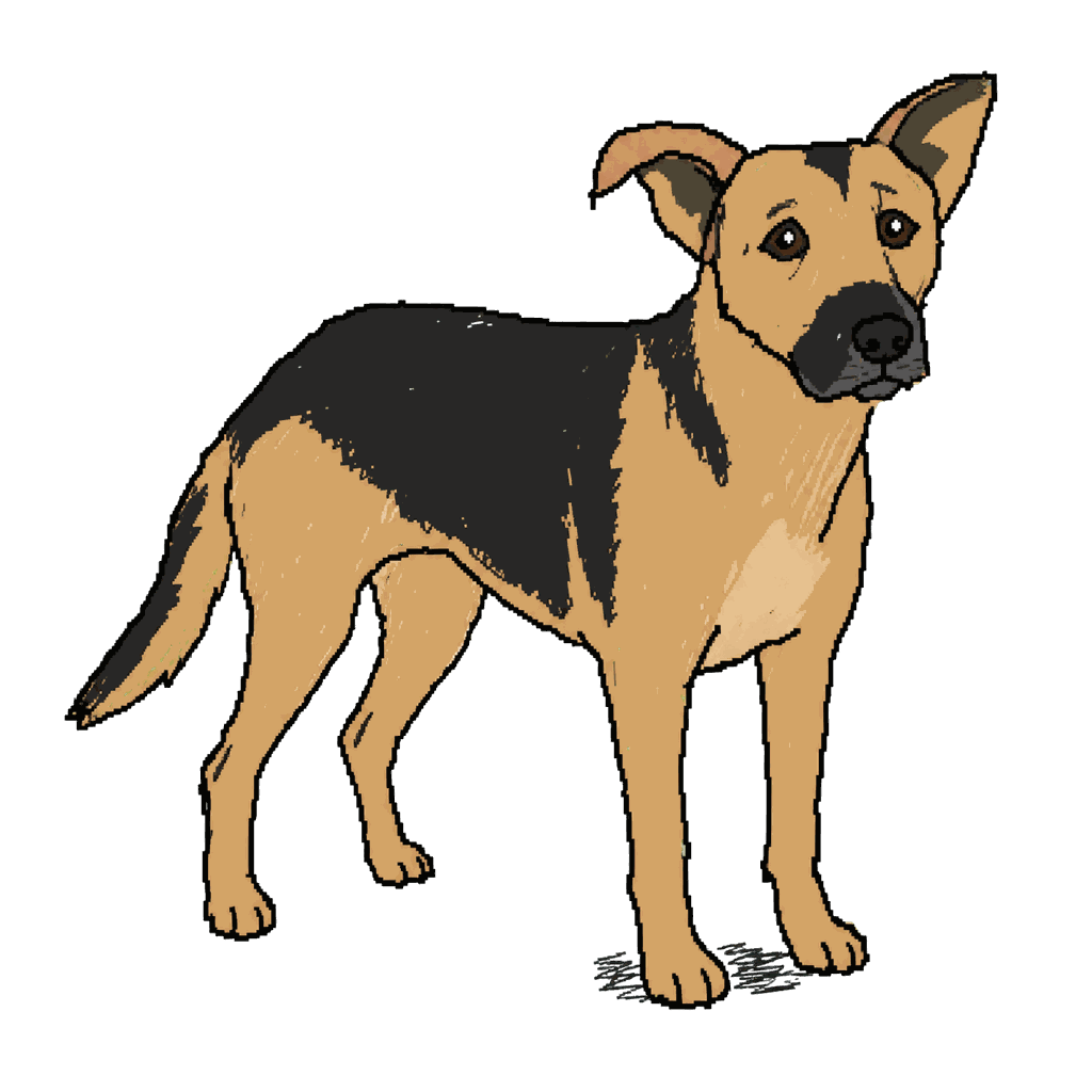Archive illustration of Bronny, Mountain Cur–German shepherd mix.