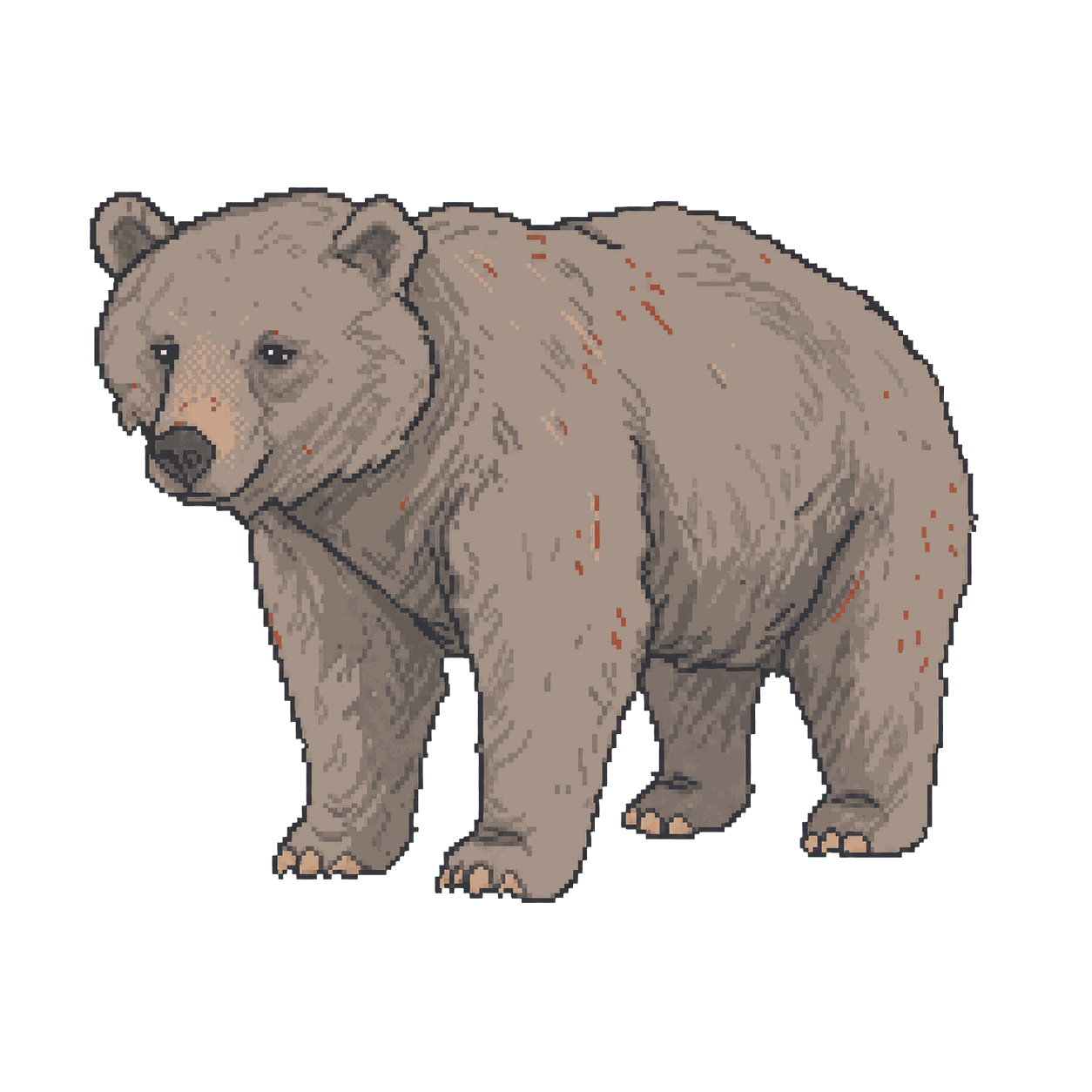 Archive illustration of Bruno (JJ1), Brown bear.