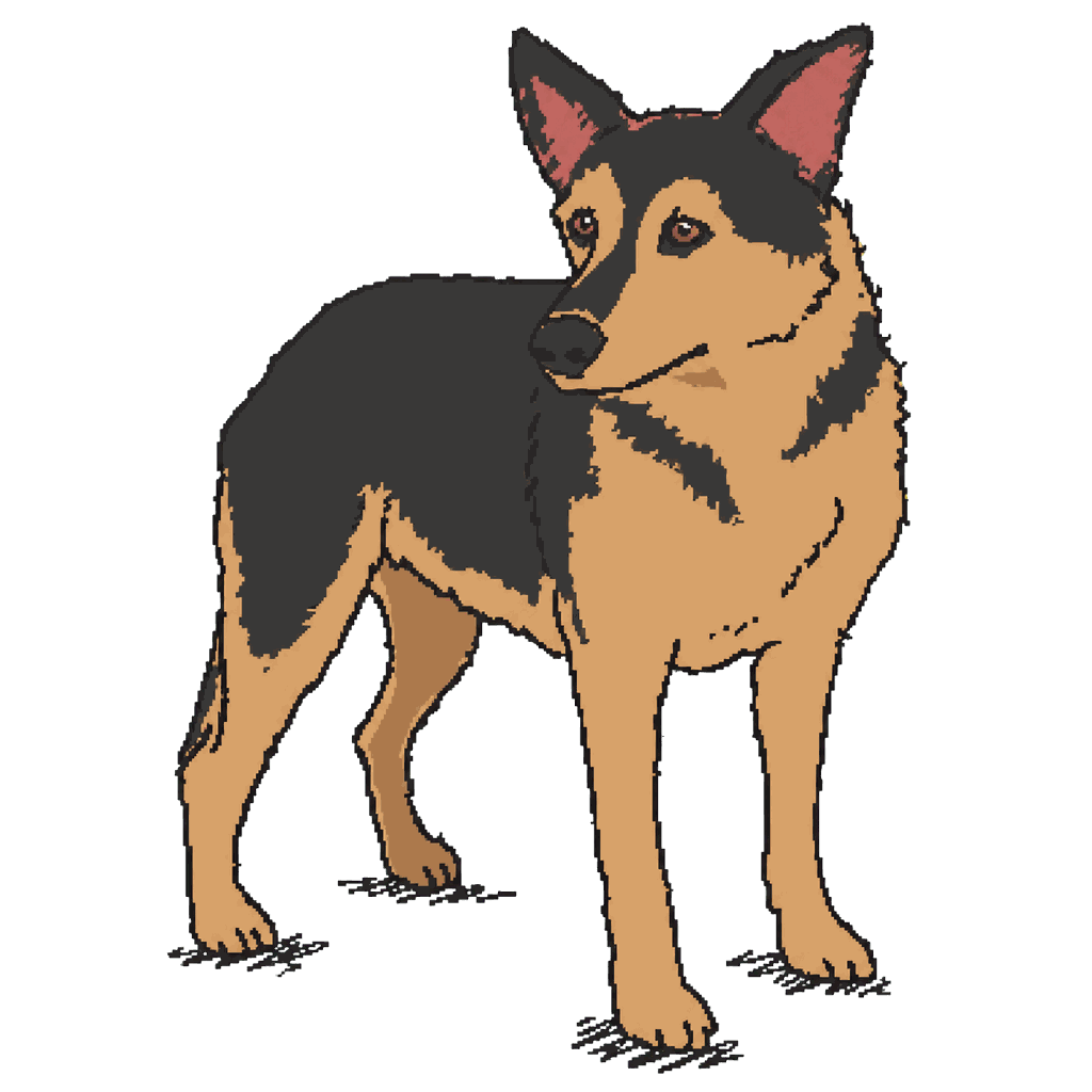 Archive illustration of Buddy, German shepherd mix.