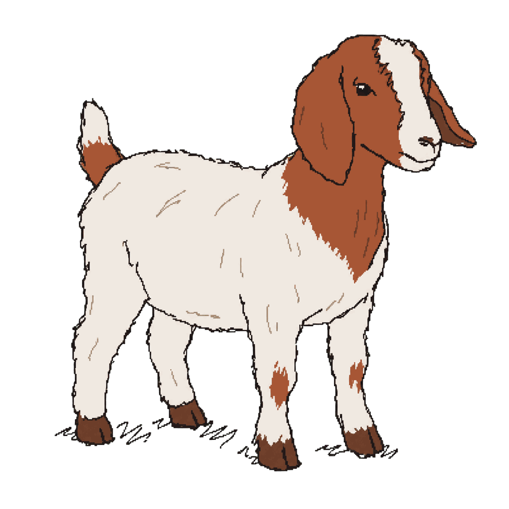 Archive illustration of Cedar, Boer goat.