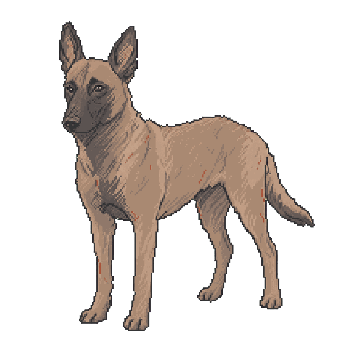 Archive illustration of Cigo, Belgian Malinois.