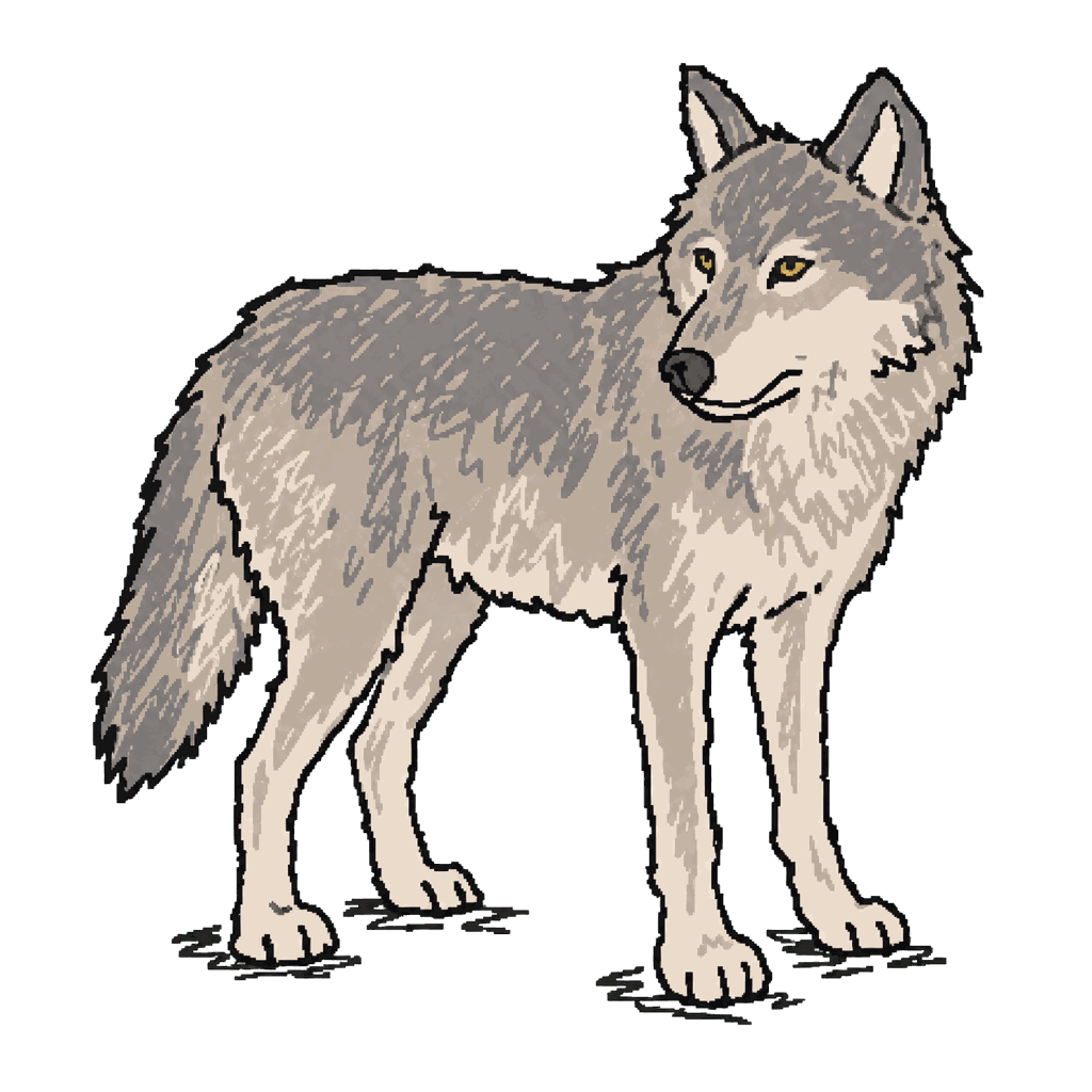 Archive illustration of The Daniel wolf, Gray wolf.