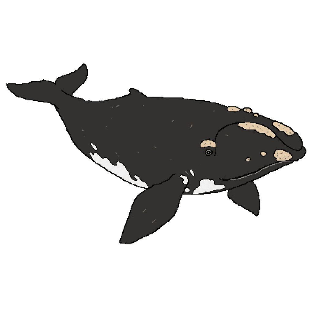 Archive illustration of Cottontail (#3920), North Atlantic right whale.