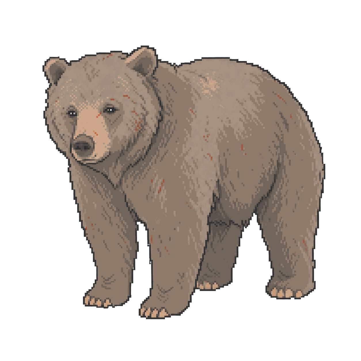 Archive illustration of Daniza, Brown bear.