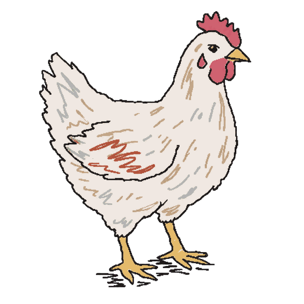 Archive illustration of Daybreak Foods chickens, Domestic chickens.