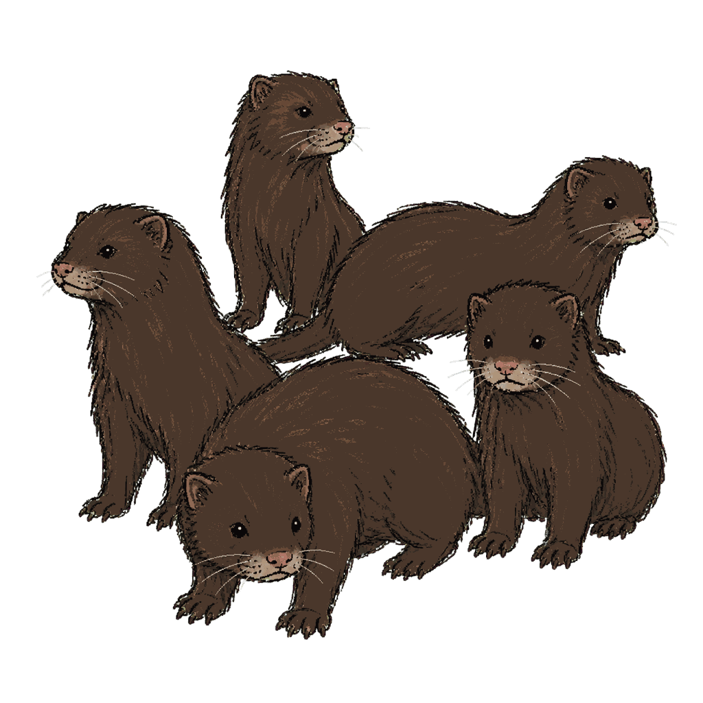 Archive portrait of American mink, American mink.