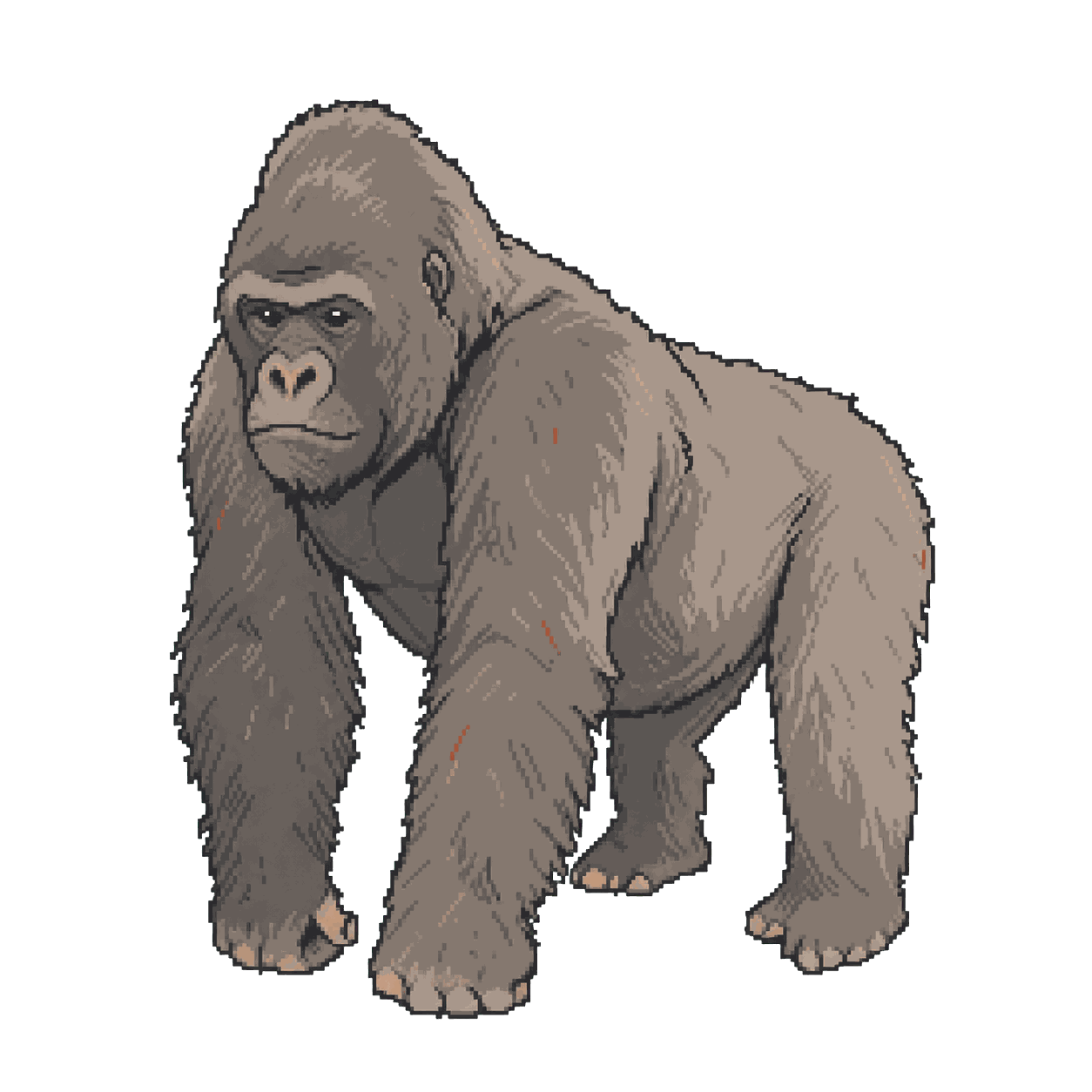 Archive illustration of Digit, Mountain gorilla.