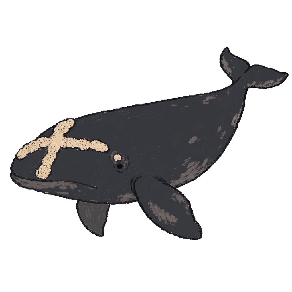 Archive portrait of Division #5217, North Atlantic right whale.