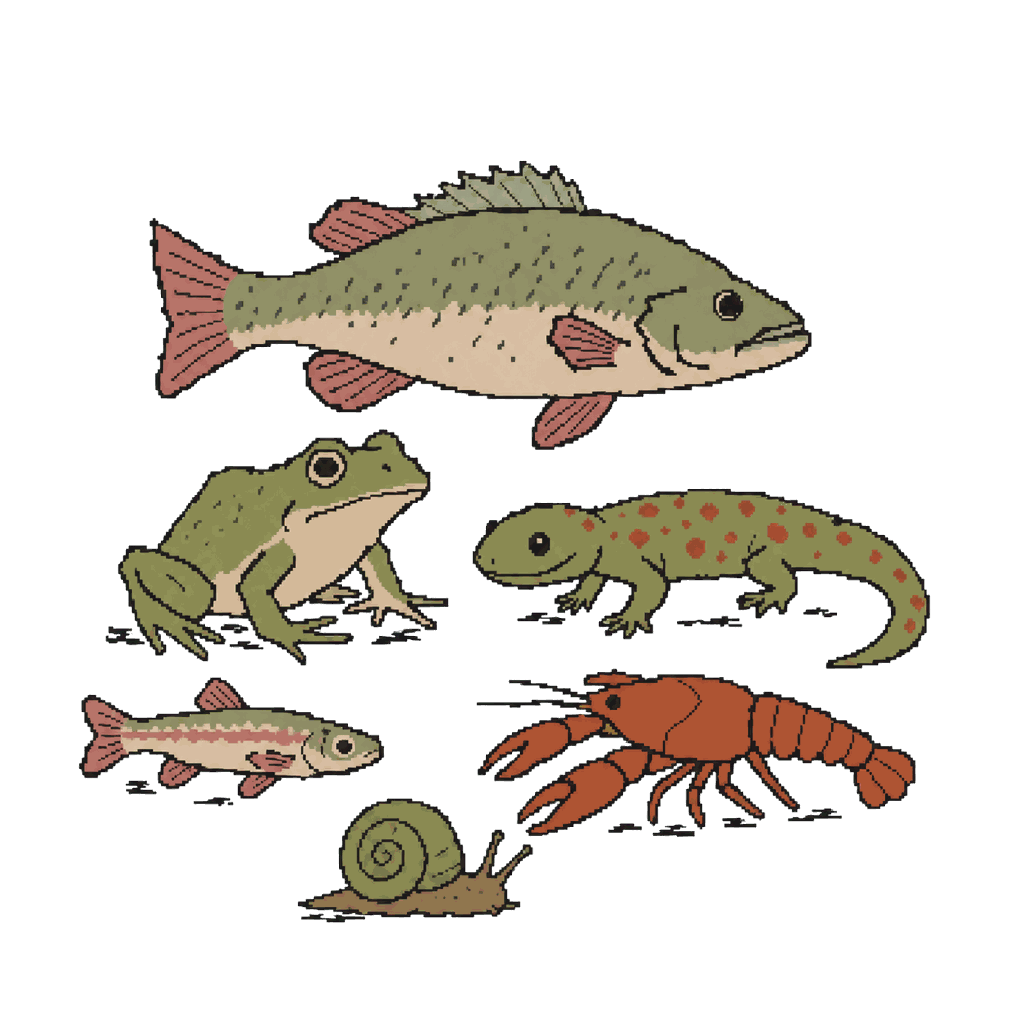 Archive illustration of East Palestine aquatic animals, Fish, amphibians, and other aquatic animals.