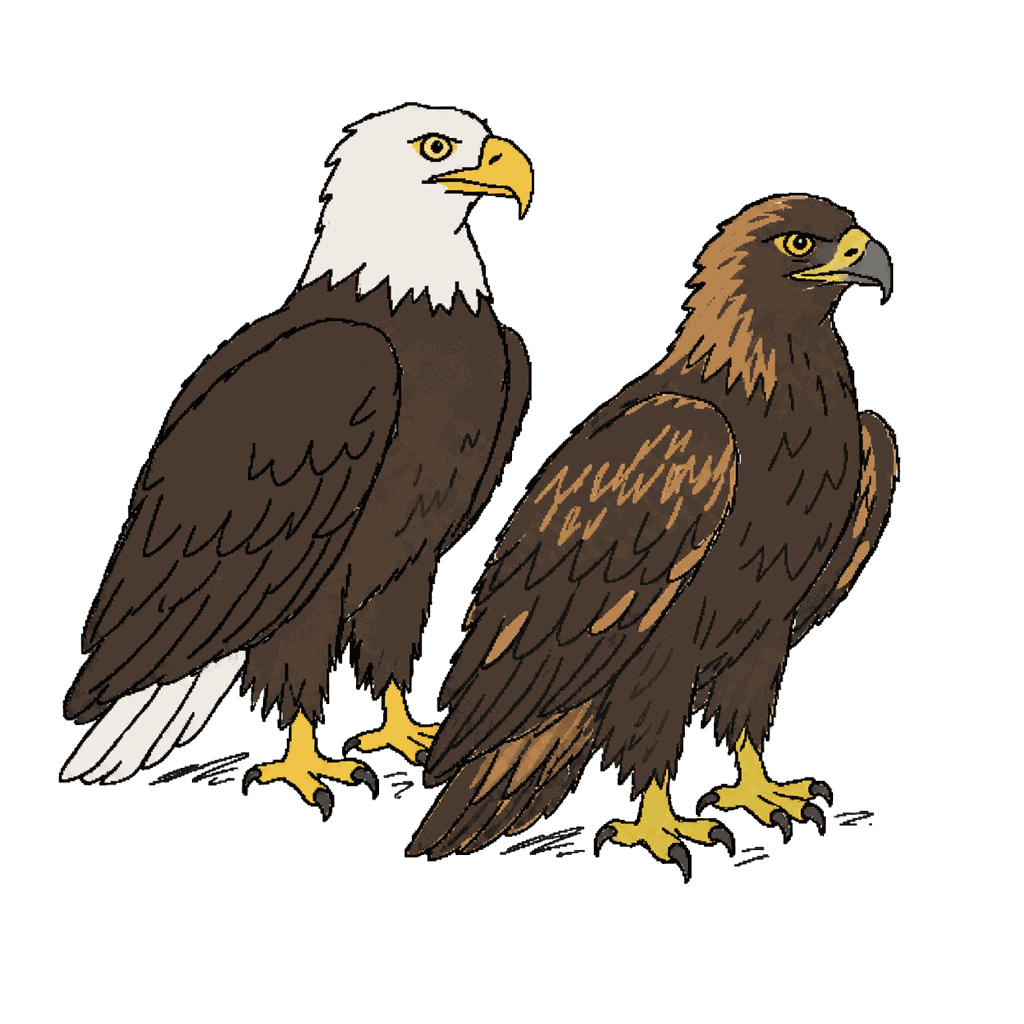 Archive illustration of Eagles killed at ESI wind facilities, Bald and golden eagles.