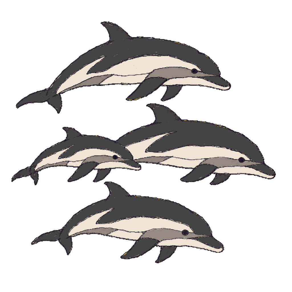 Archive portrait of Atlantic white-sided dolphin, Atlantic white-sided dolphin.