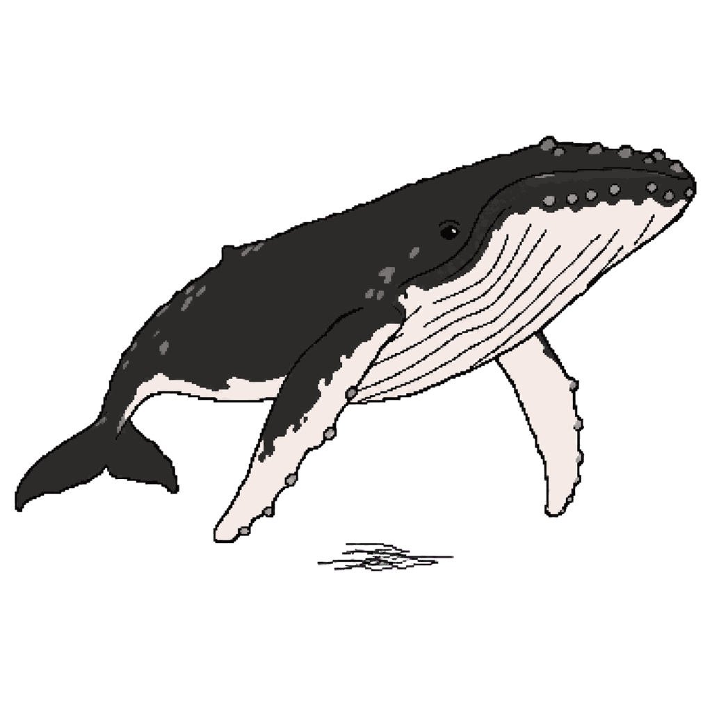 Archive illustration of Fran, Humpback whale.