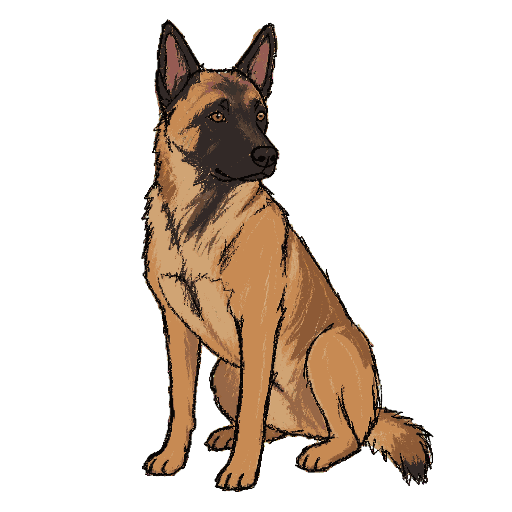 Archive portrait of Frankie, Belgian Malinois.