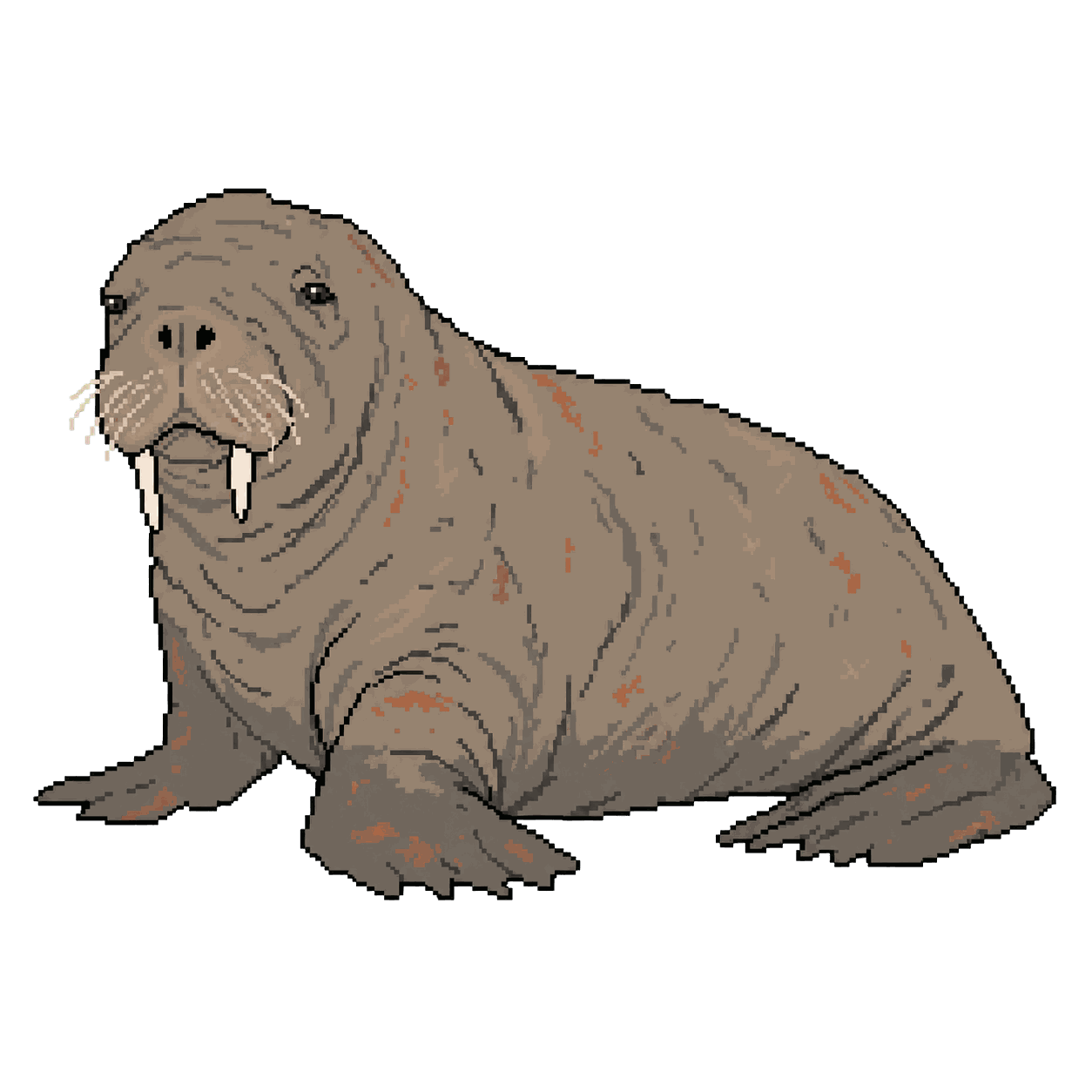 Archive portrait of Freya, Atlantic walrus.