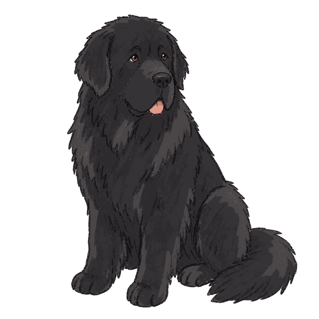 Archive portrait of Gander, Newfoundland dog.