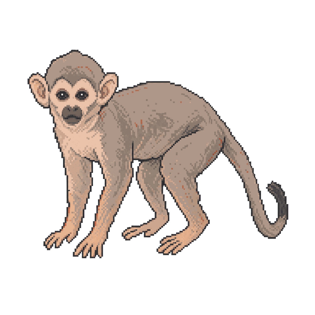 Archive illustration of Gordo, Squirrel monkey.