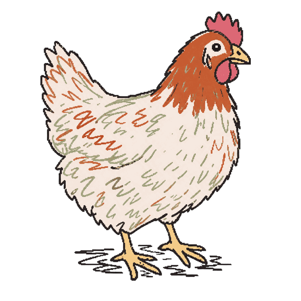 Archive illustration of Hillandale Farms hens, Domestic chickens.