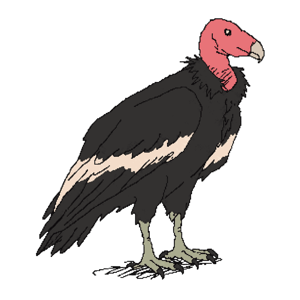 Archive illustration of The Hollister California condor, California condor.