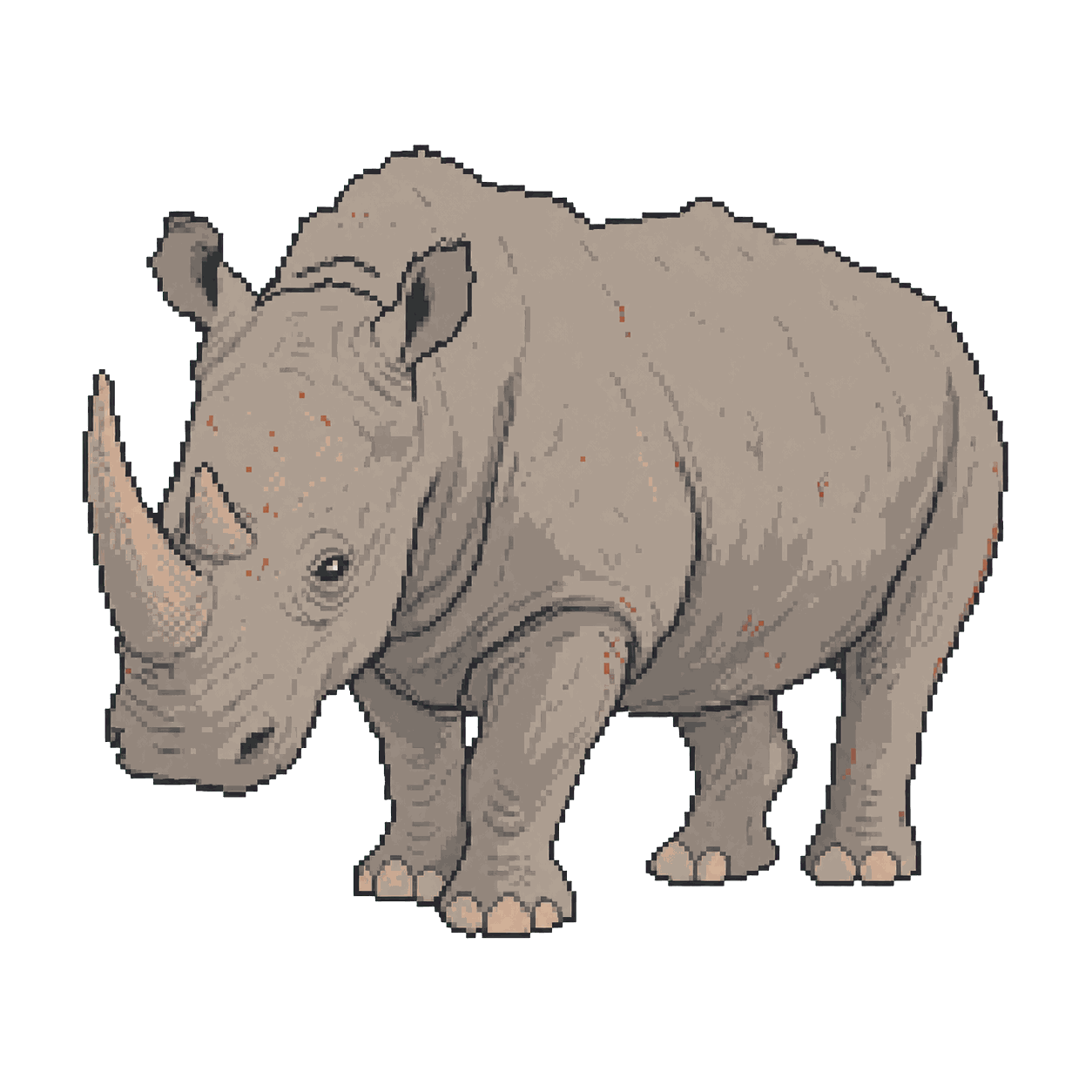Archive illustration of Hope, Southern white rhinoceros.