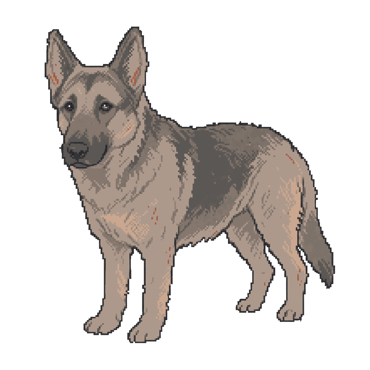 Archive illustration of Ike, German shepherd.
