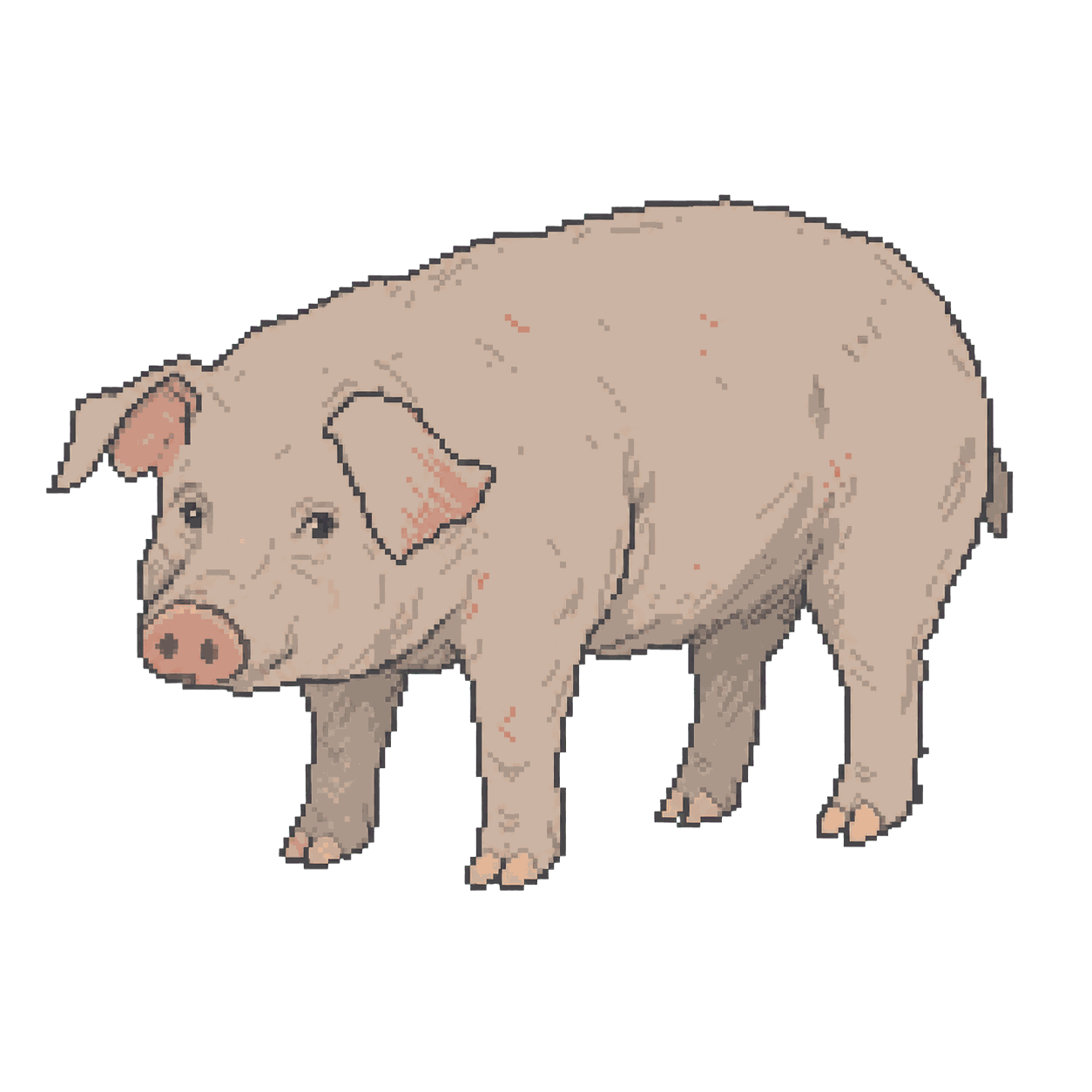 Archive illustration of Iowa Select Farms pigs, Domestic pigs.