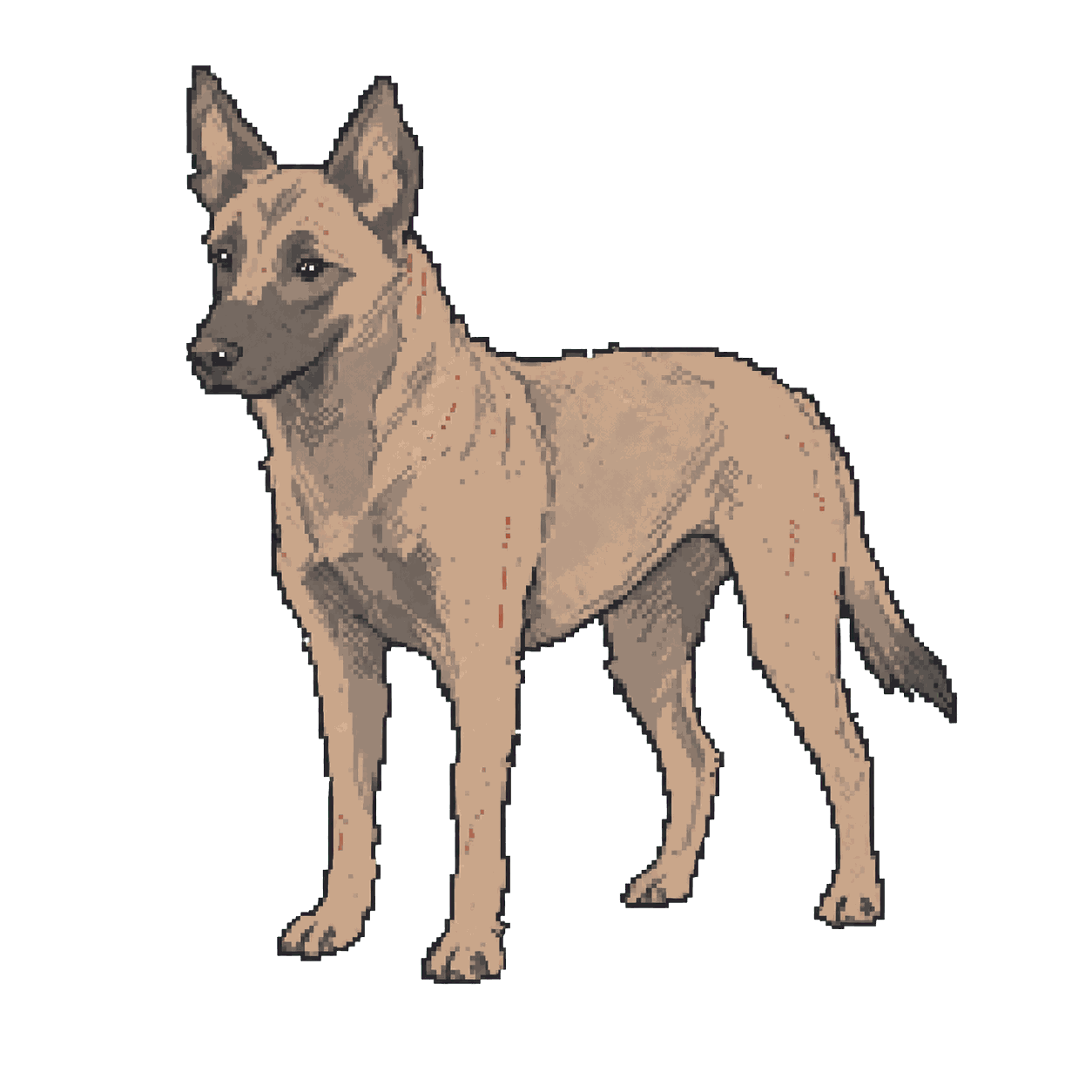 Archive illustration of Jardo, Belgian Malinois.