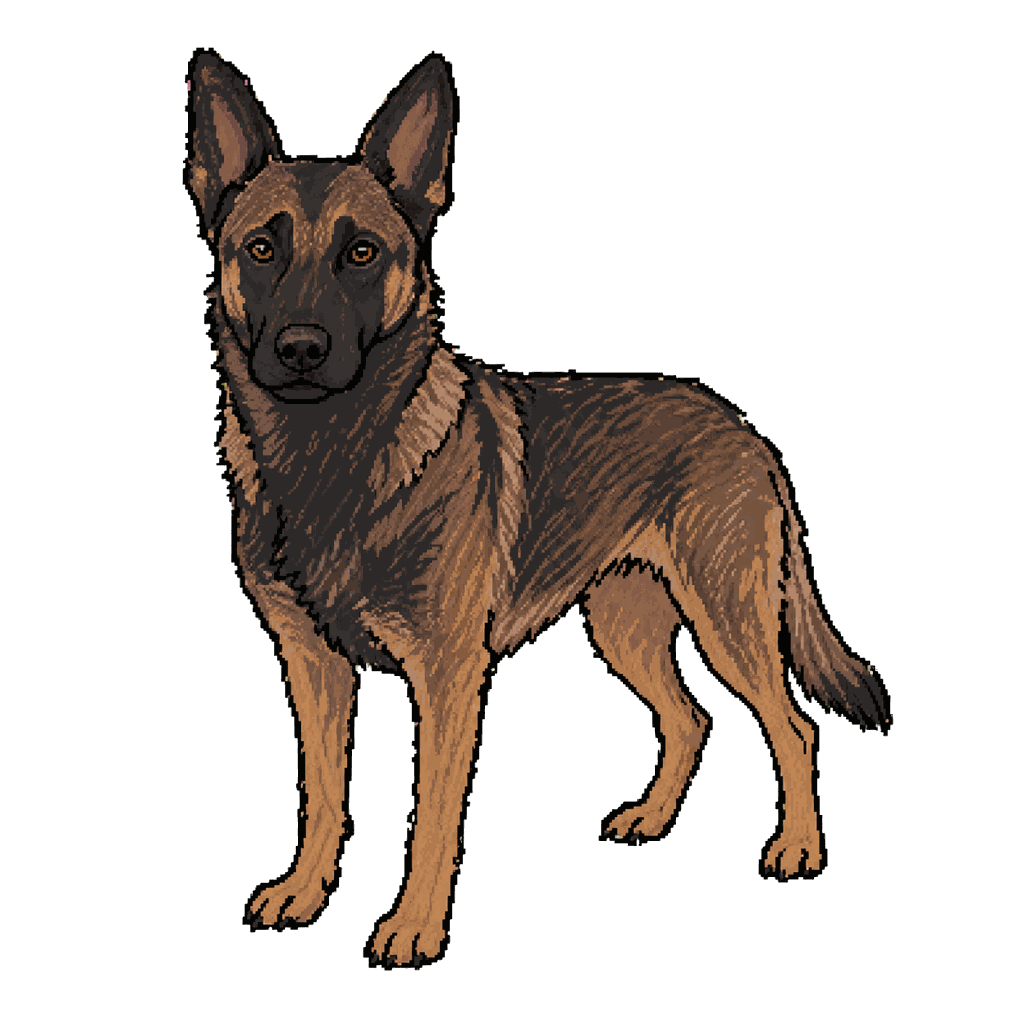 Archive illustration of Jedi, a five-year-old German shepherd–Belgian Malinois mix with a darker sable coat, standing squarely and looking forward.