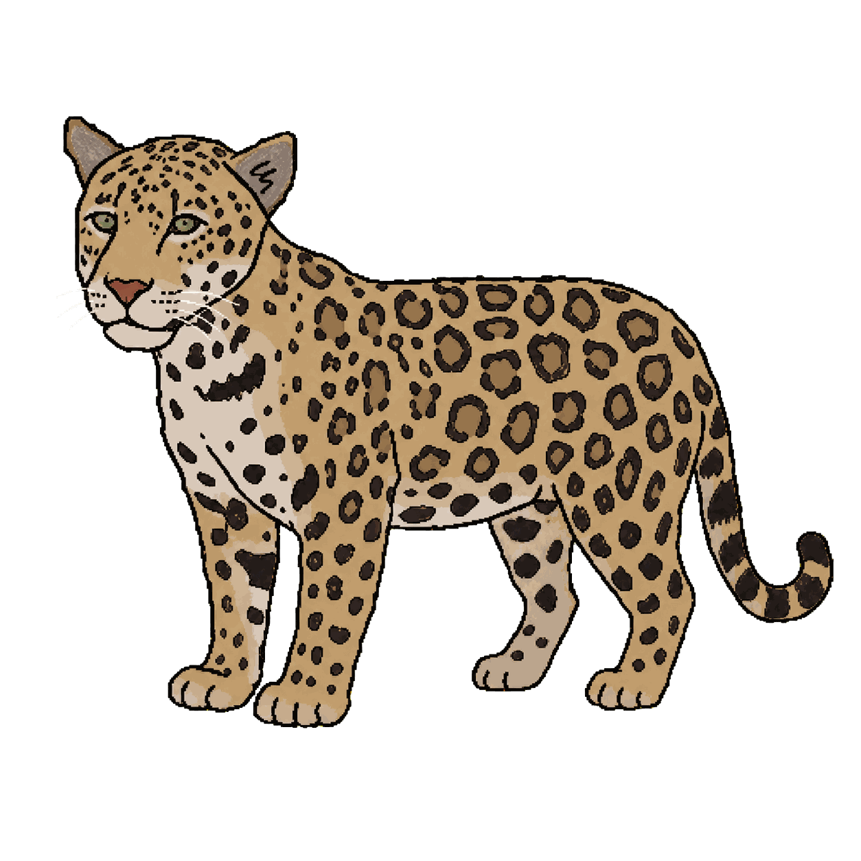 Archive portrait of Juma, Jaguar.