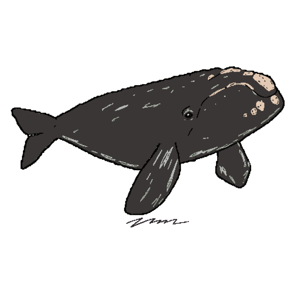 Archive illustration of Juno's 2024 calf, North Atlantic right whale.
