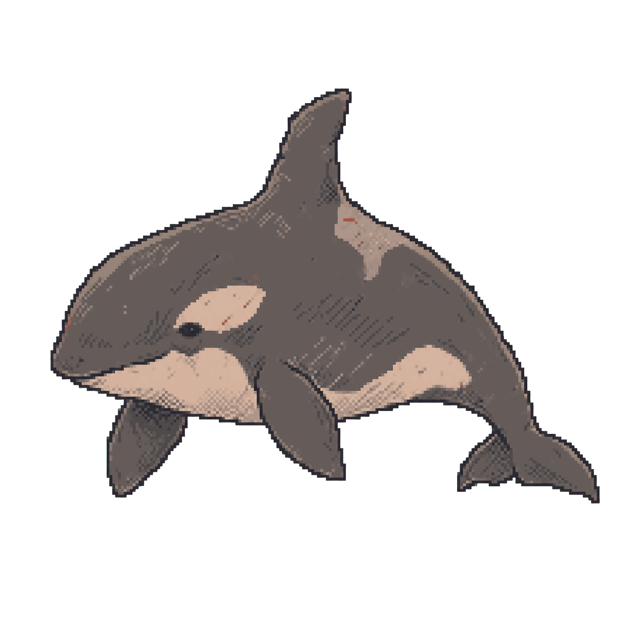 Archive illustration of Kandu V, Orca.