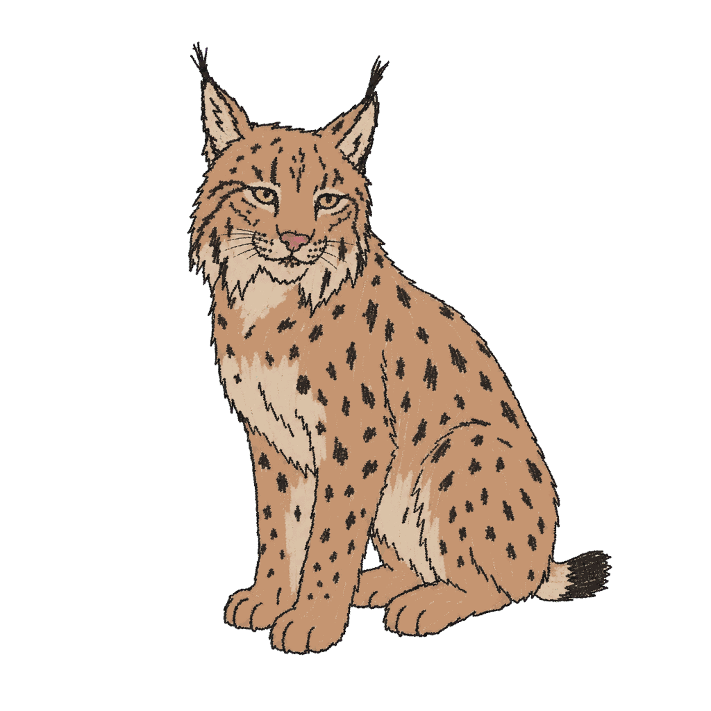Archive portrait of Kentaro, Iberian lynx.