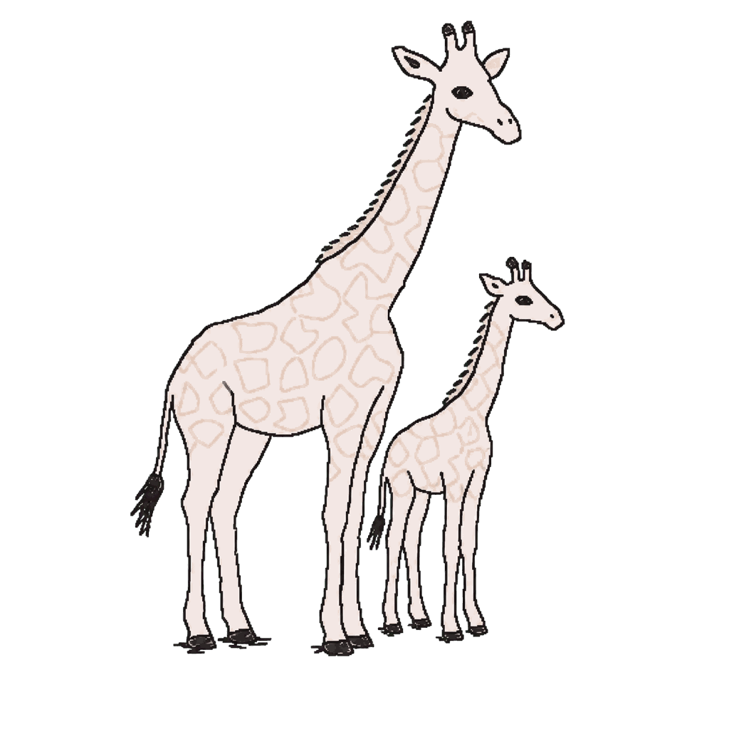 Archive illustration of The white giraffe mother and calf, Reticulated giraffes.