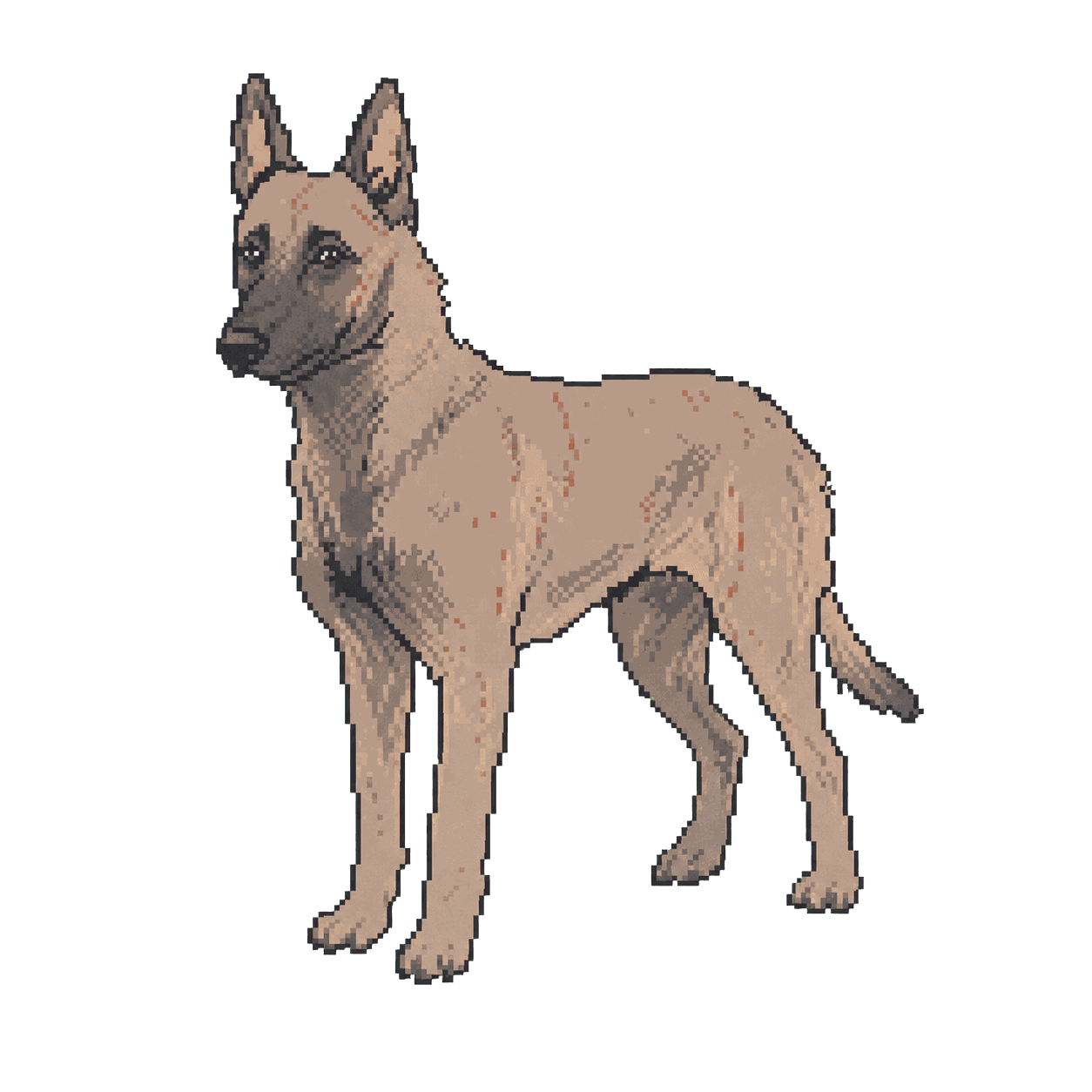 Archive illustration of Kitt, Belgian Malinois.