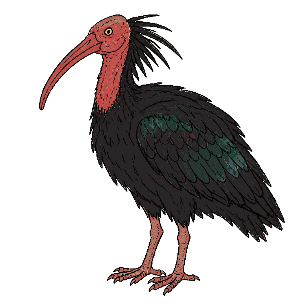 Archive portrait of Knubbel, Northern bald ibis.