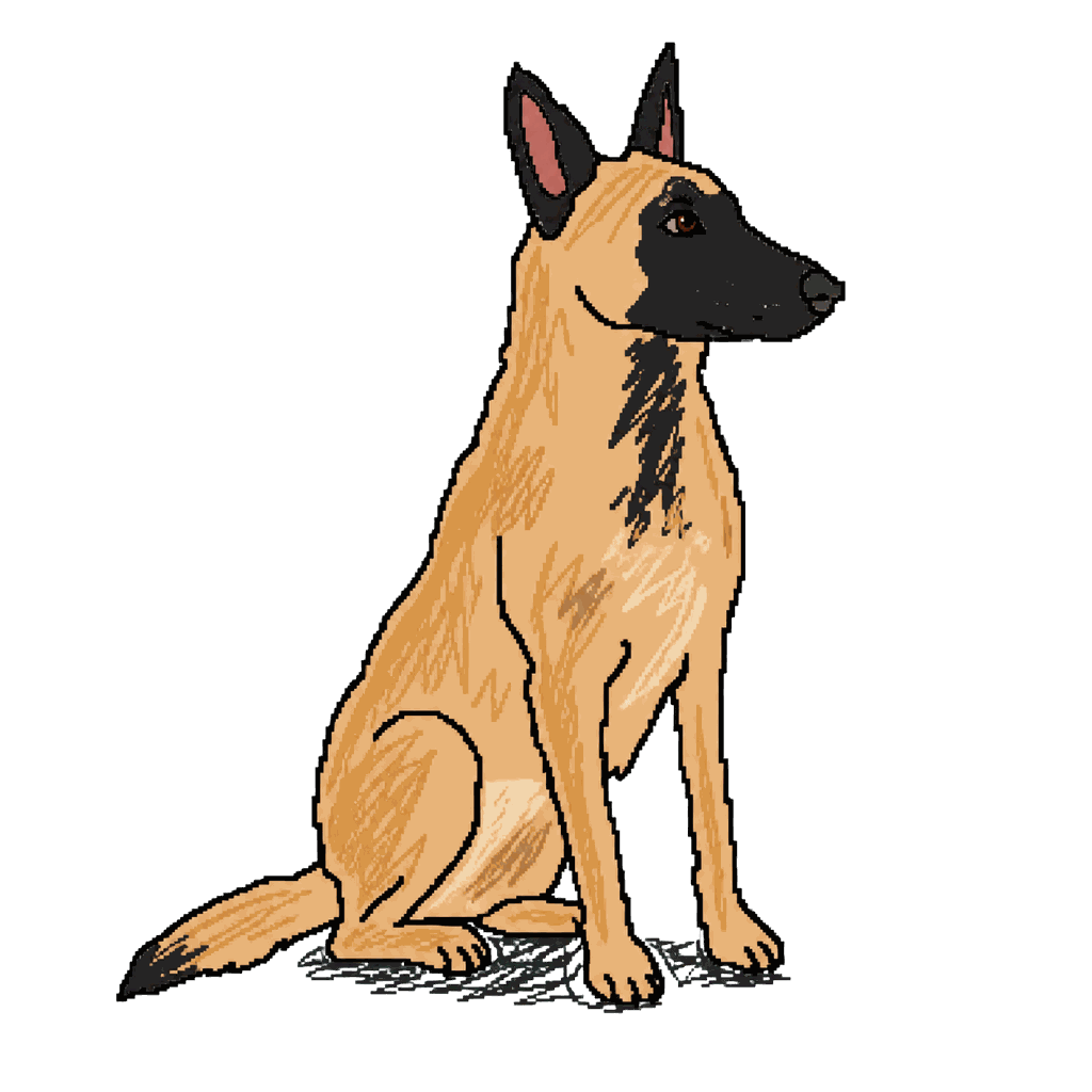 Archive illustration of Kobus, a nine-year-old fawn Belgian Malinois with a black mask and upright ears, seated calmly with the head turned right.