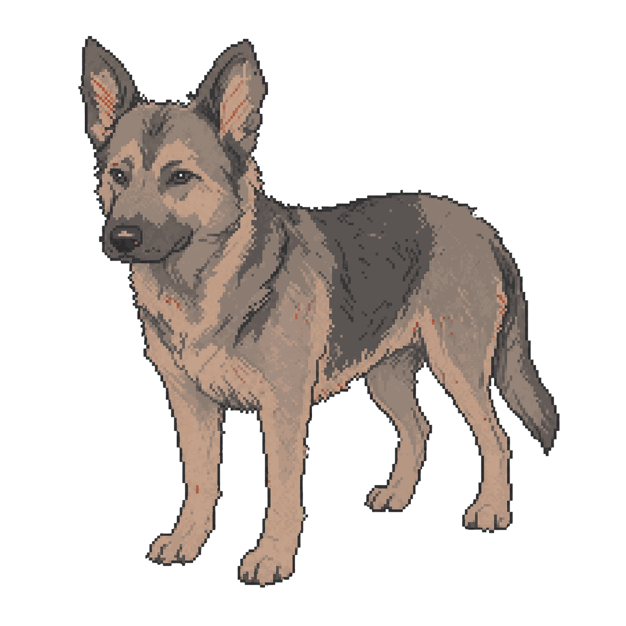 Archive illustration of Kye, German shepherd.