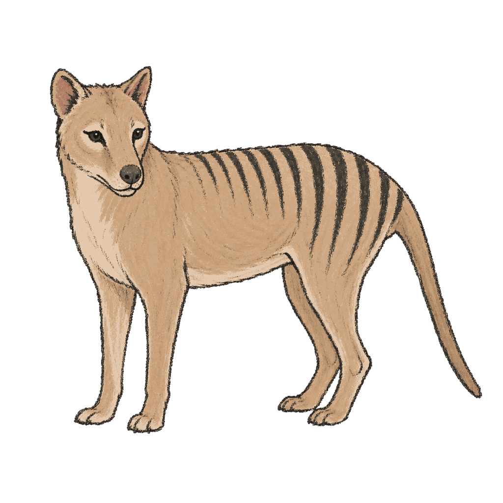 Archive portrait of Often called Benjamin, Thylacine.